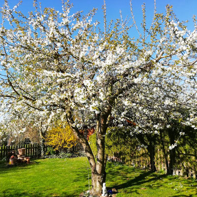 Wildkirschenblüte