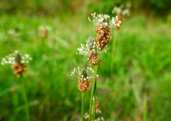 Spitzwegerichblüte