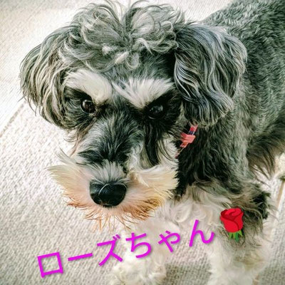 2026.4.14      ＊ローズちゃんが正式譲渡になりました。