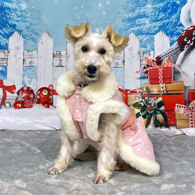 2025.1.26   ＊ウータちゃんが正式譲渡になりました。