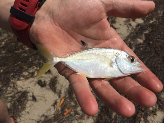 Carangue gros yeux Juvénile