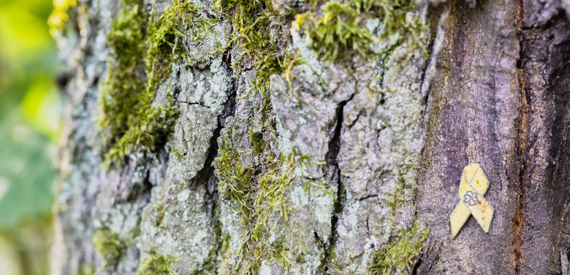 Wald der Erinnerung, fotografiert Nikon Z7II + Z6II Nikkor Z 50mm F/1: 1,2 S + Nikkor Z 20mm 1,8 S