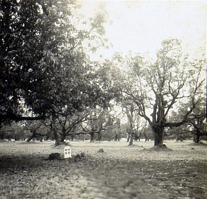 1940 : Mandla property with fruit trees. Courtesy of the Jessawala Collection.