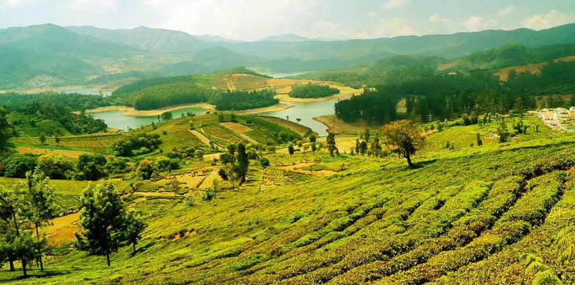 Tea plantations at the Nilgiri Hills near Ooty