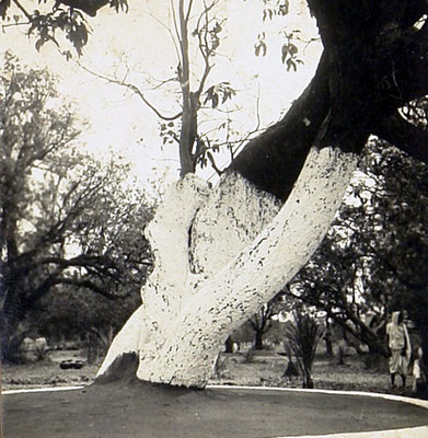 1940 : Mandla property old large tree. Courtesy of the Jessawala Collection.
