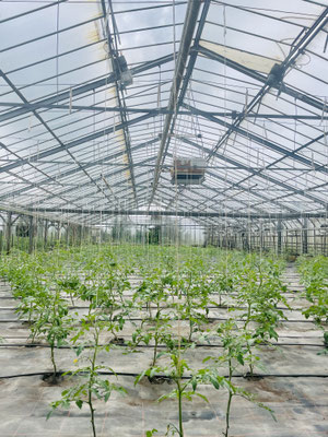 Tomatenpflanzen ©Melanie Bockhop