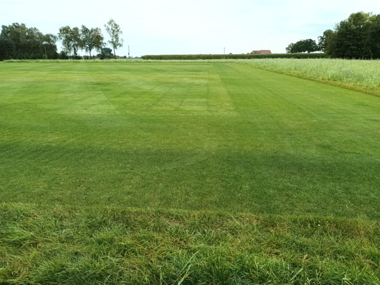 Auf dieser Fläche werden Rasensamen getestet! © Ina Homfeld