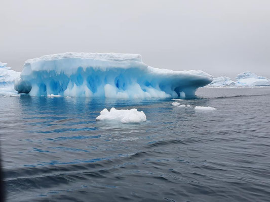 Photo Antarctique Le Phoque de Weddell