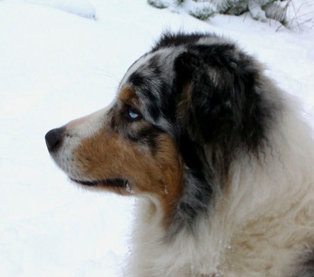 Australian Shepherd Zucht