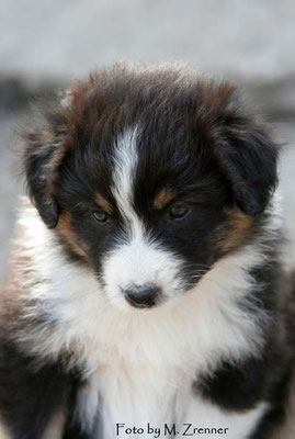 Australian Shepherd