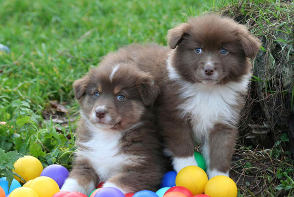  2 Australian Shepherds red