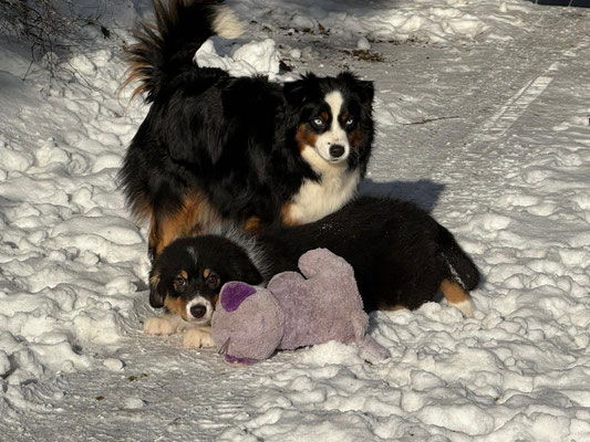 Zwei Australian Shepherds mit Stofftier im Schnee