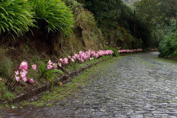 Blumen am Straßenrand, ein häufiger Anblick auf Madeira
