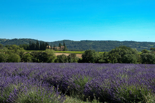 Was wäre ein Urlaub in der Provence ohne Lavendel?