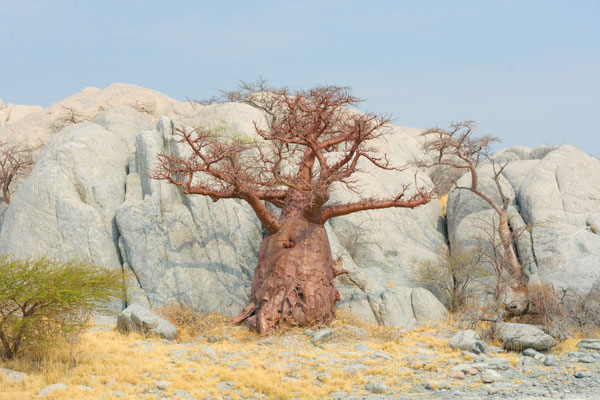 Die Baobabs von Kubu Island