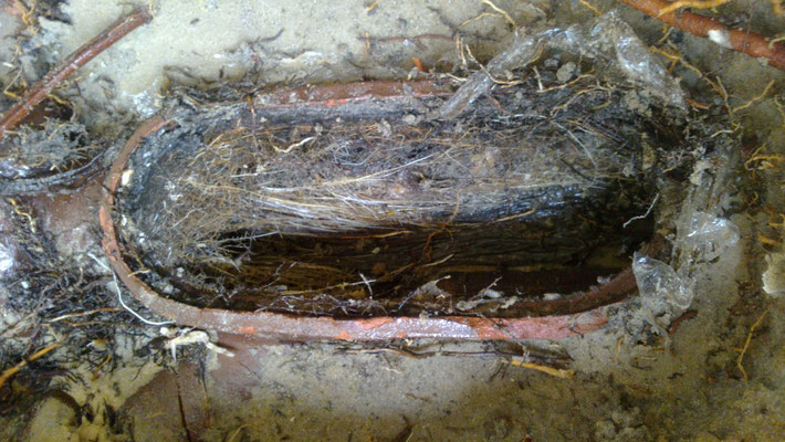 Blocked drain, cleaning access filled with tree roots. 