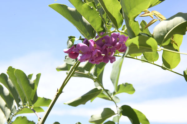 Erste Blüte einer jungen Robinia margaretta 'Casque Rouge' (Robinie)