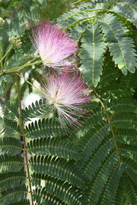 Albizia julibrissin 'Ombrella' (Seidenbaum, Schlafbaum)