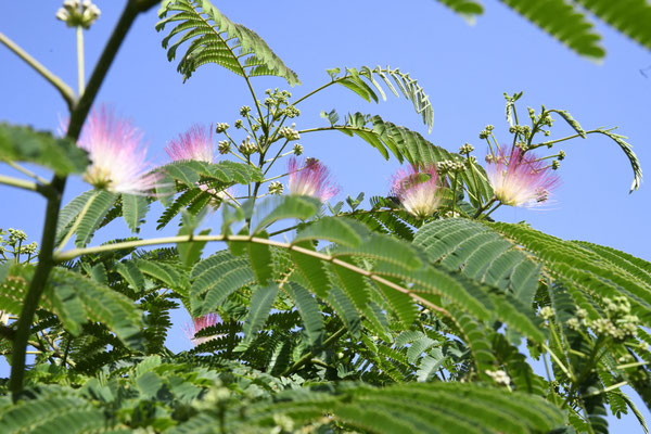 Albizia julibrissin 'Ombrella' (Seidenbaum, Schlafbaum)