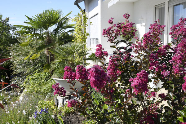 Lagerstroemia indica 'Fuchsia d'été' (Kreppmyrte, Kräuselmyrte) im Hintergrund eine Zwergpalme und die Trachycarpus fortunei (Chinesische Hanfpalme)