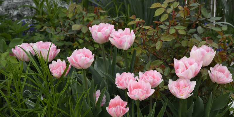 Tulipa 'Angélique' (Gefüllte späte Tulpe)
