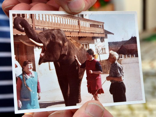 Ein Highlight in Holzolling: Besuch vom Zirkuselefanten