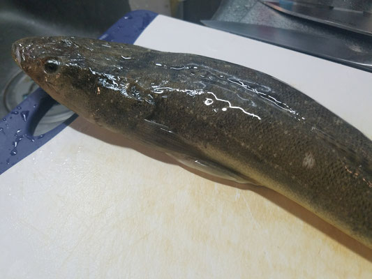 マゴチ