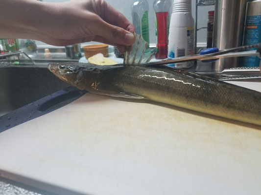 マゴチの背びれをハサミでカット