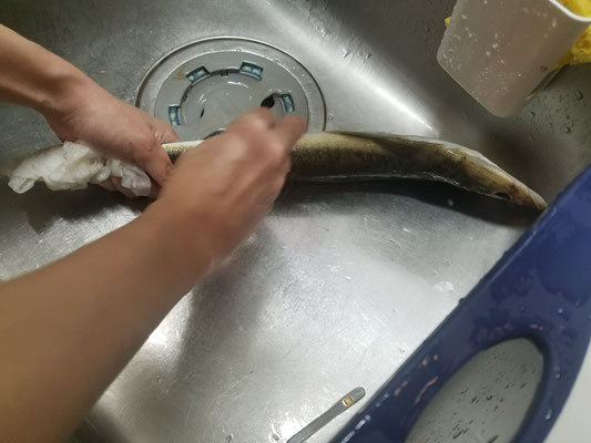 マゴチのウロコを削ぎ落とす