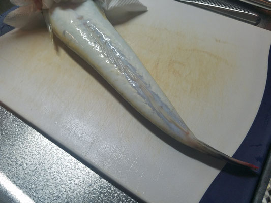 マゴチの尻びれをハサミでカット