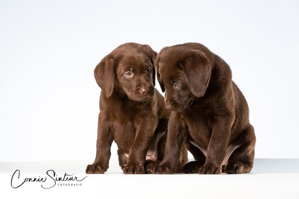 Labrador pups - Connie Sinteur Fotografie
