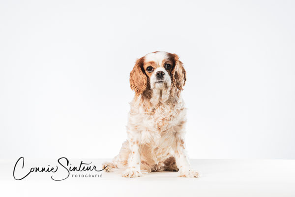 Lala- Cavalier King Charles Spaniel - Connie Sinteur Fotografie