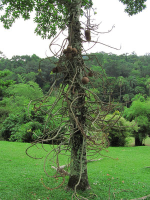 Ein Baum im Botanischen Garten.