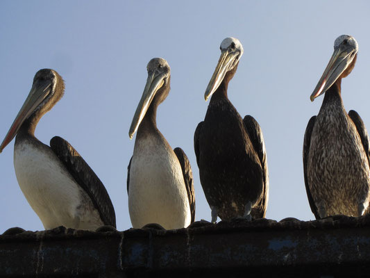 Pelikane auf dem Dach des Fischmarkts.