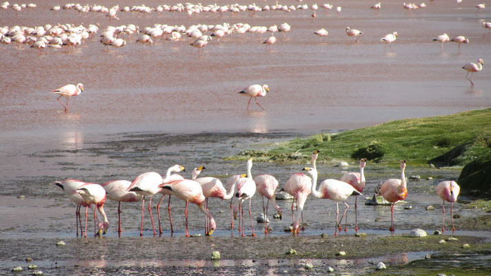 Der See ist für seine großen Bestände von Flamingos der drei Arten Chileflamingo, Gelbfuß- oder Andenflamingo und James- oder Kurzschnabelflamingo bekannt.