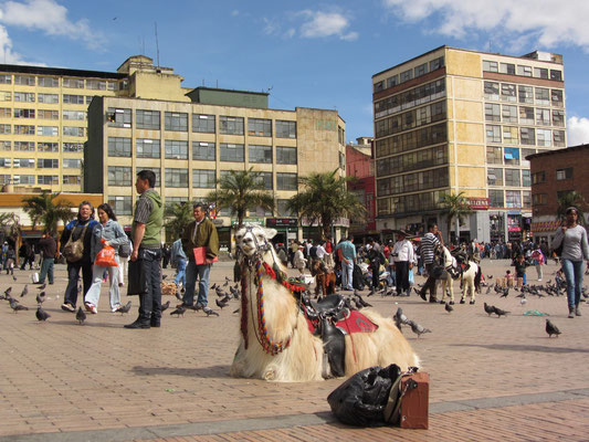 Ein Lama auf einem Plaza.