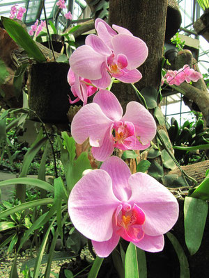 Orchideen im Orchideenhaus. (BG)