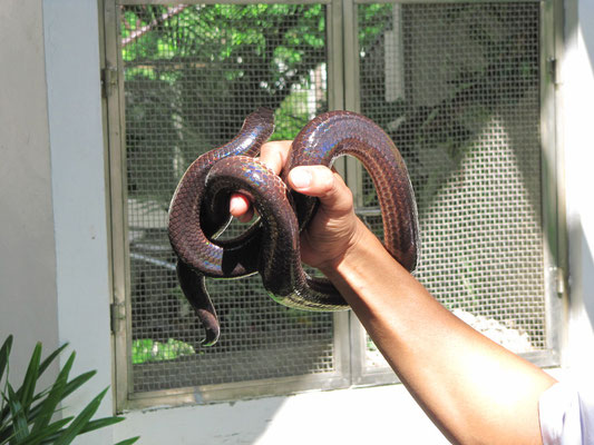 Schlange in der "Snake Farm". Nebenan hatte sich Chihi ihre Hepatitis-Auffrischung geholt.