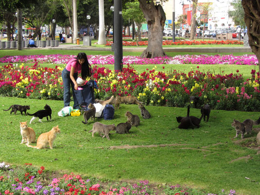 Der "Katzenpark" (Parque Central) macht seinem Namen alle Ehre. Unzählige Privatpersonen füttern täglich die vielen Vierbeiner.