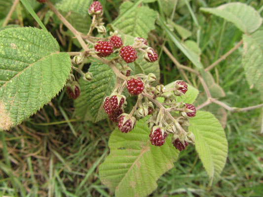 Mora (Schwarzbeere) am Wegesrand.