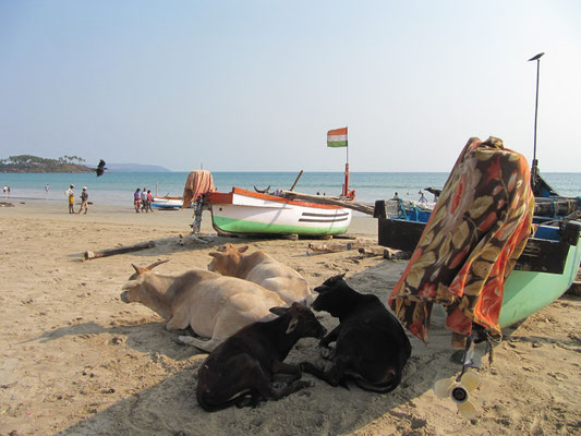 Indische Strandkühe.