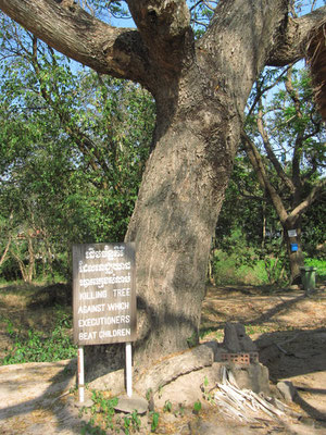 Der "Killing Tree" - Kinder wurden solange mit ihrem Schädel gegen den Baum geschlagen bis sie gestorben sind.