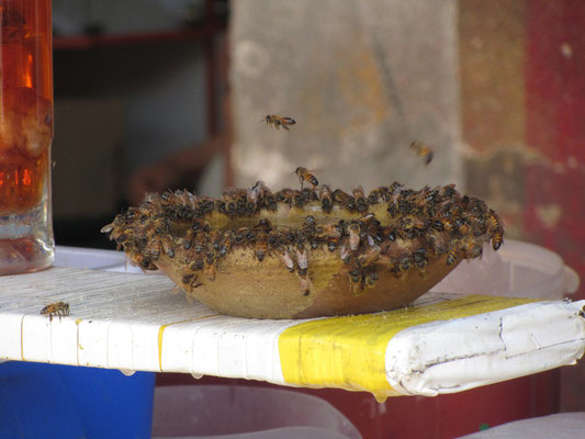 Bienenbefall einer Schüssel im Restaurant.