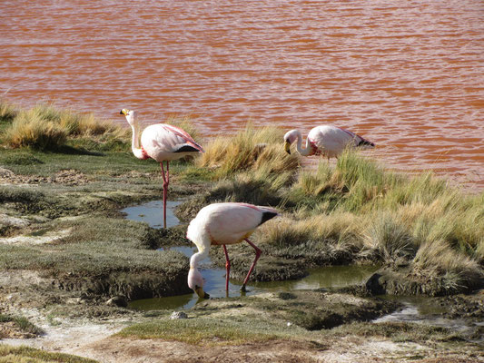 Flamingos.