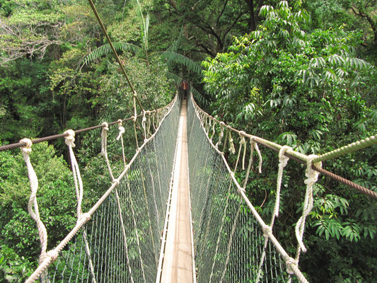 Der "Canopy Walkway".