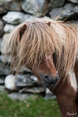 Poney des Shetland,Unst