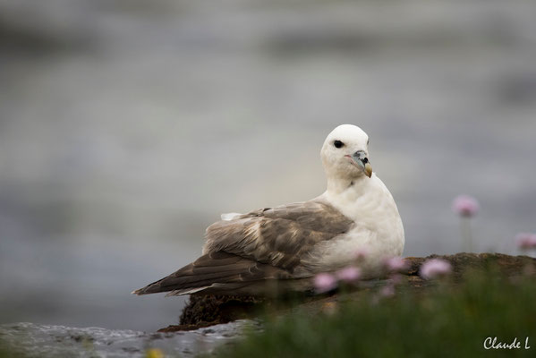 Fulmar boréal