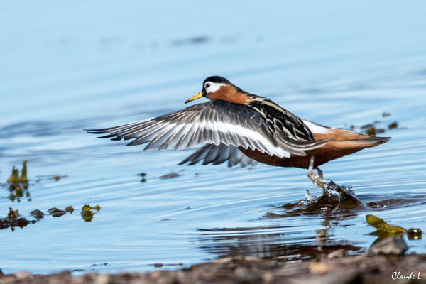 Phalarope à bec large