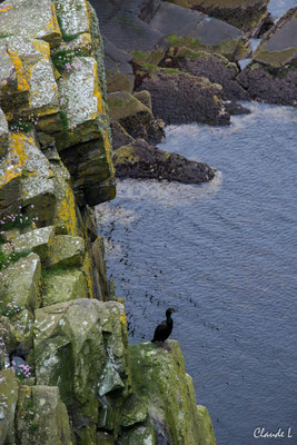 Cormoran Huppé,Ile de Mousa