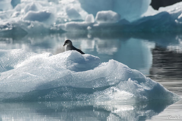 Fulmar Boreal